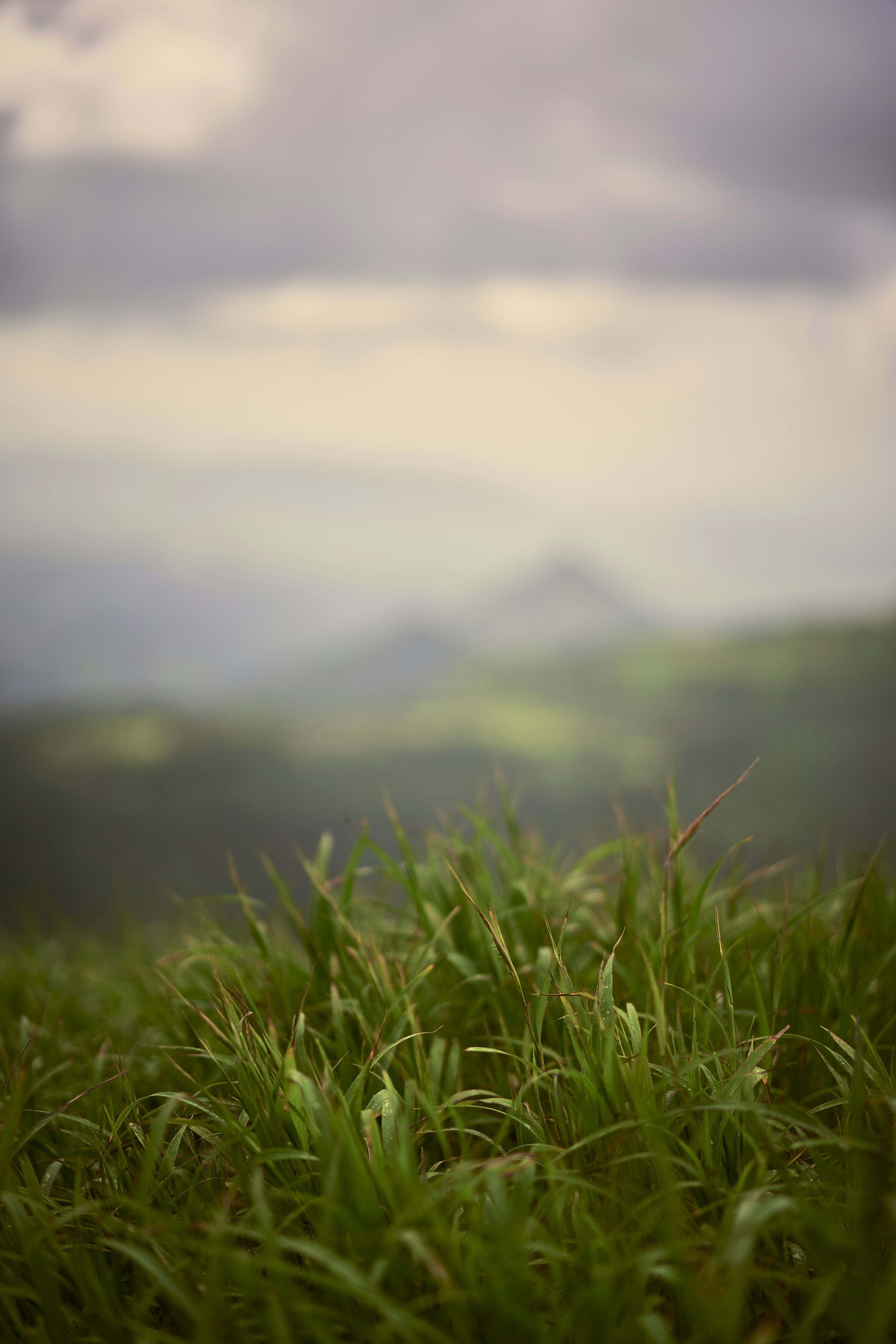 a blurry photo of a grassy field with mountains in the background