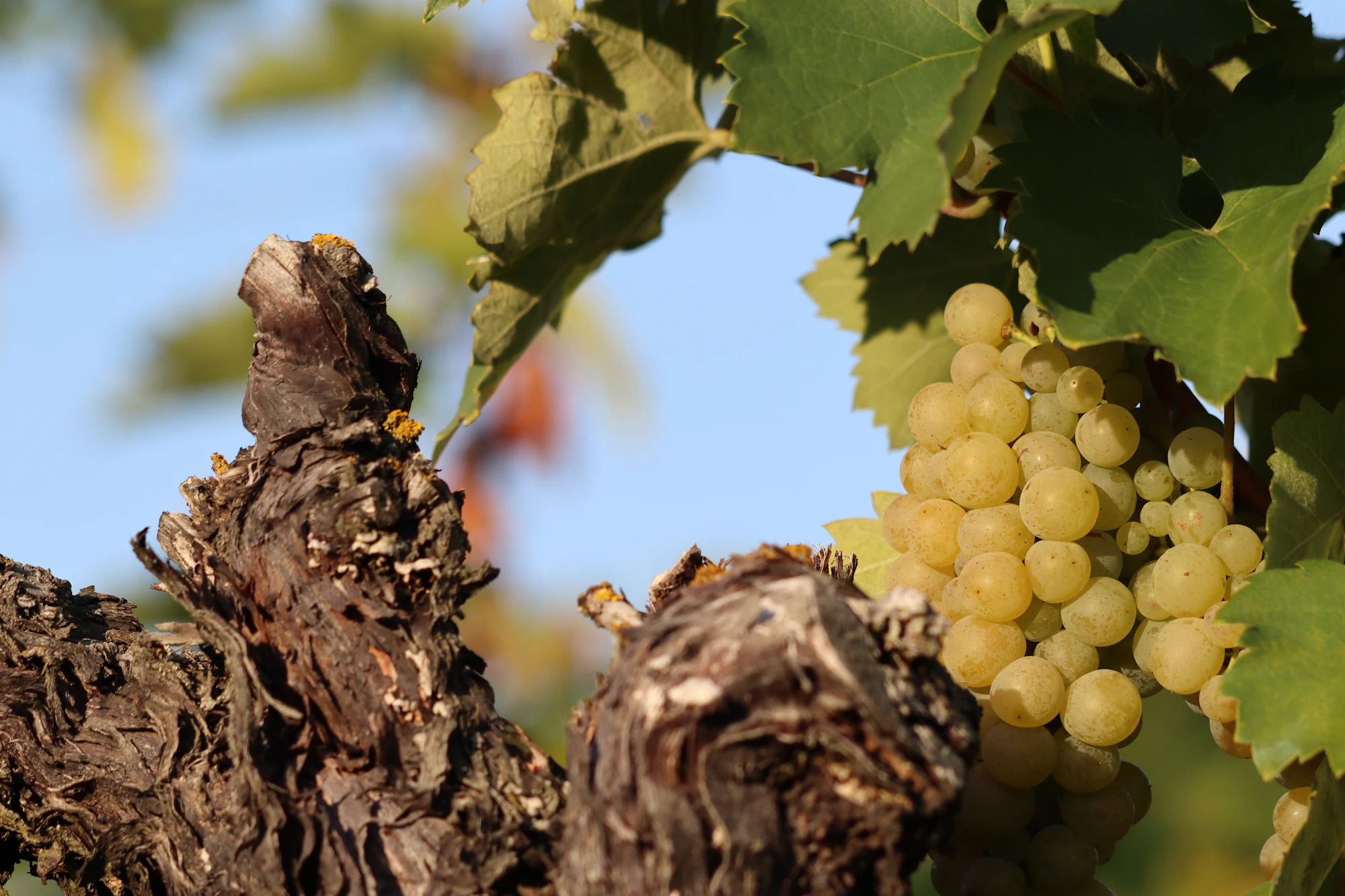 Croatian vineyards and grapes