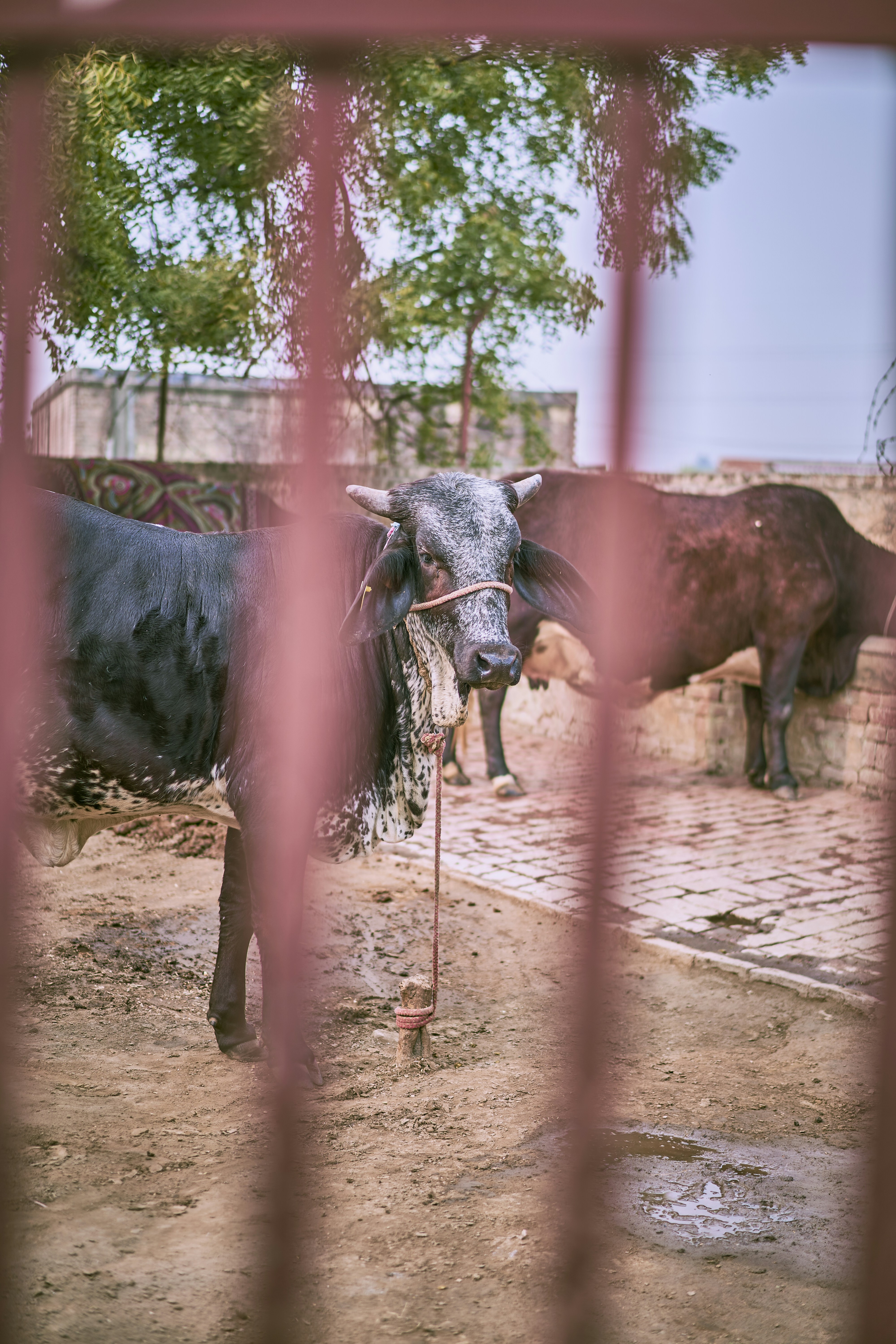 Photo by suicide_chewbacca