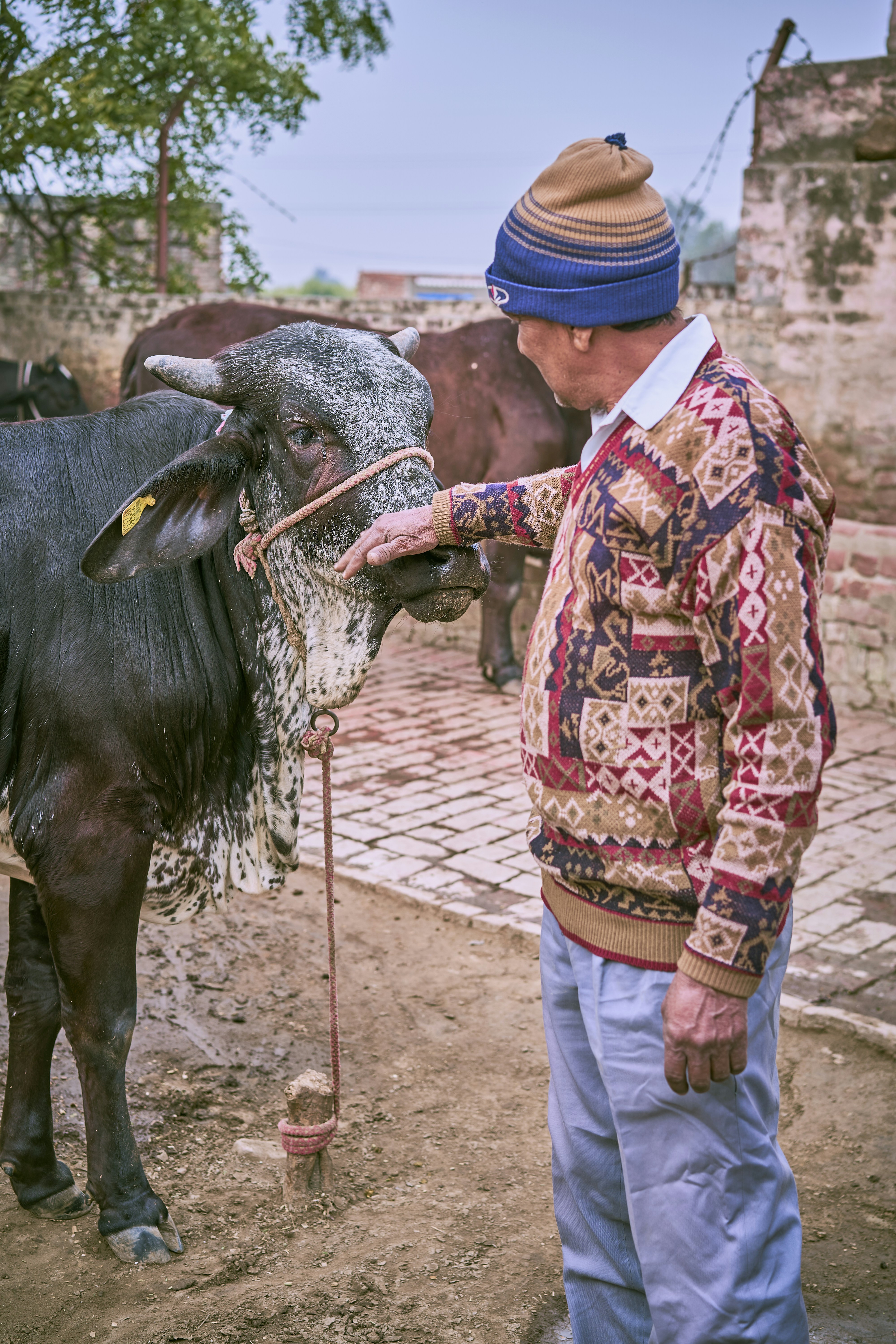 a man standing next to a cow on a dirt road