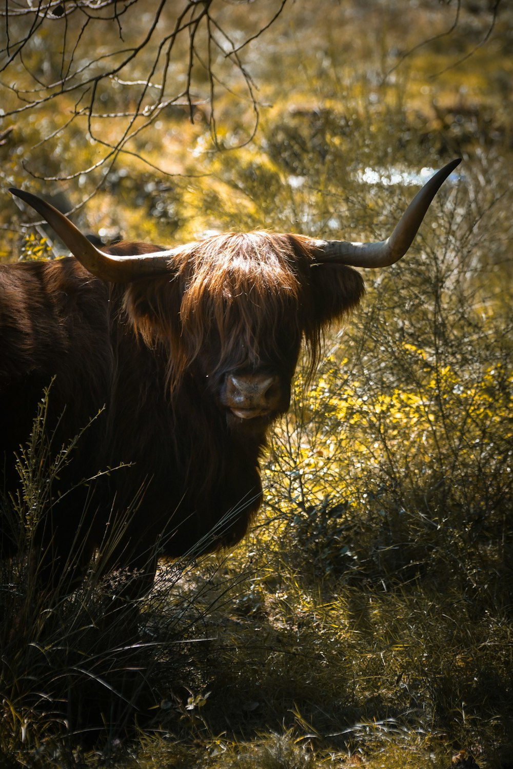 a bull with long horns standing in a field