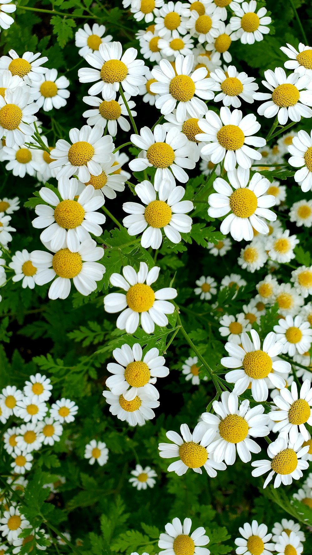 a bunch of white and yellow flowers in a field