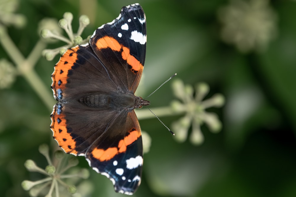 a close up of a butterfly on a flower