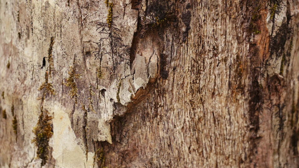 Close-up view of a weathered tree trunk with rough bark and moss coverage