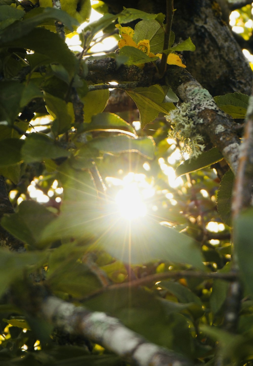 the sun shining through the leaves of a tree