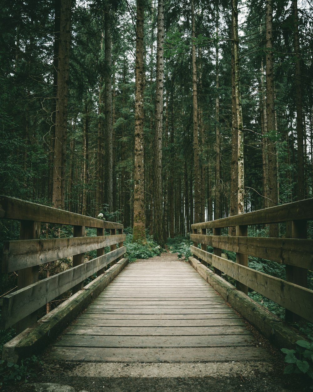 a wooden bridge in the middle of a forest