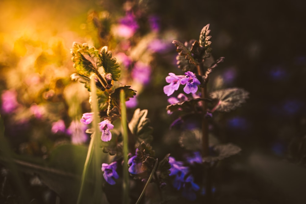 a close up of some purple flowers in a field