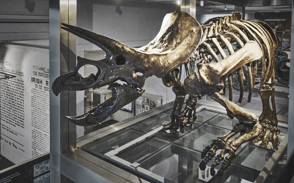 a dinosaur skeleton in a museum display case