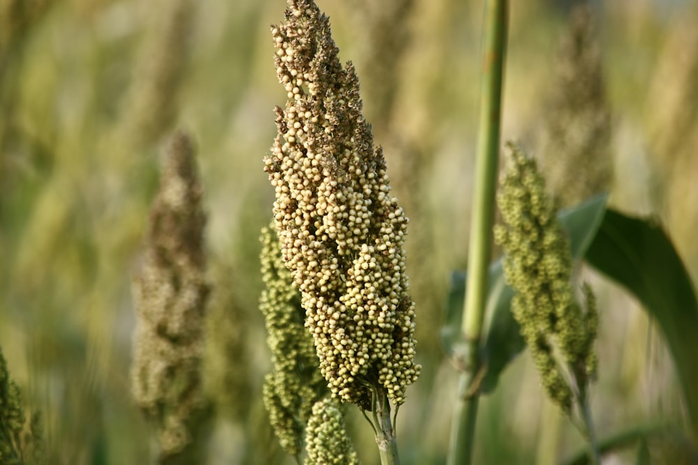 a close up of a bunch of flowers in a field