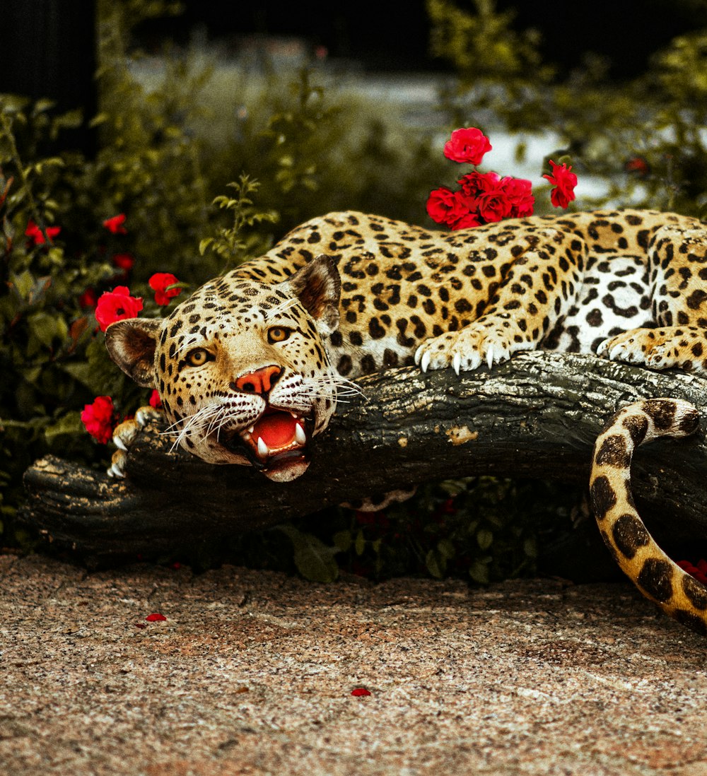 a leopard laying on top of a tree branch