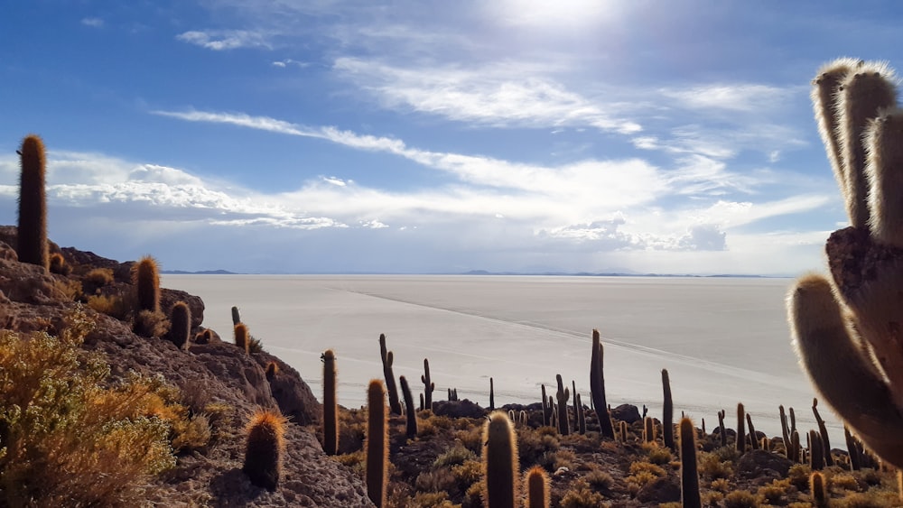 a desert landscape with cacti and a large body of water