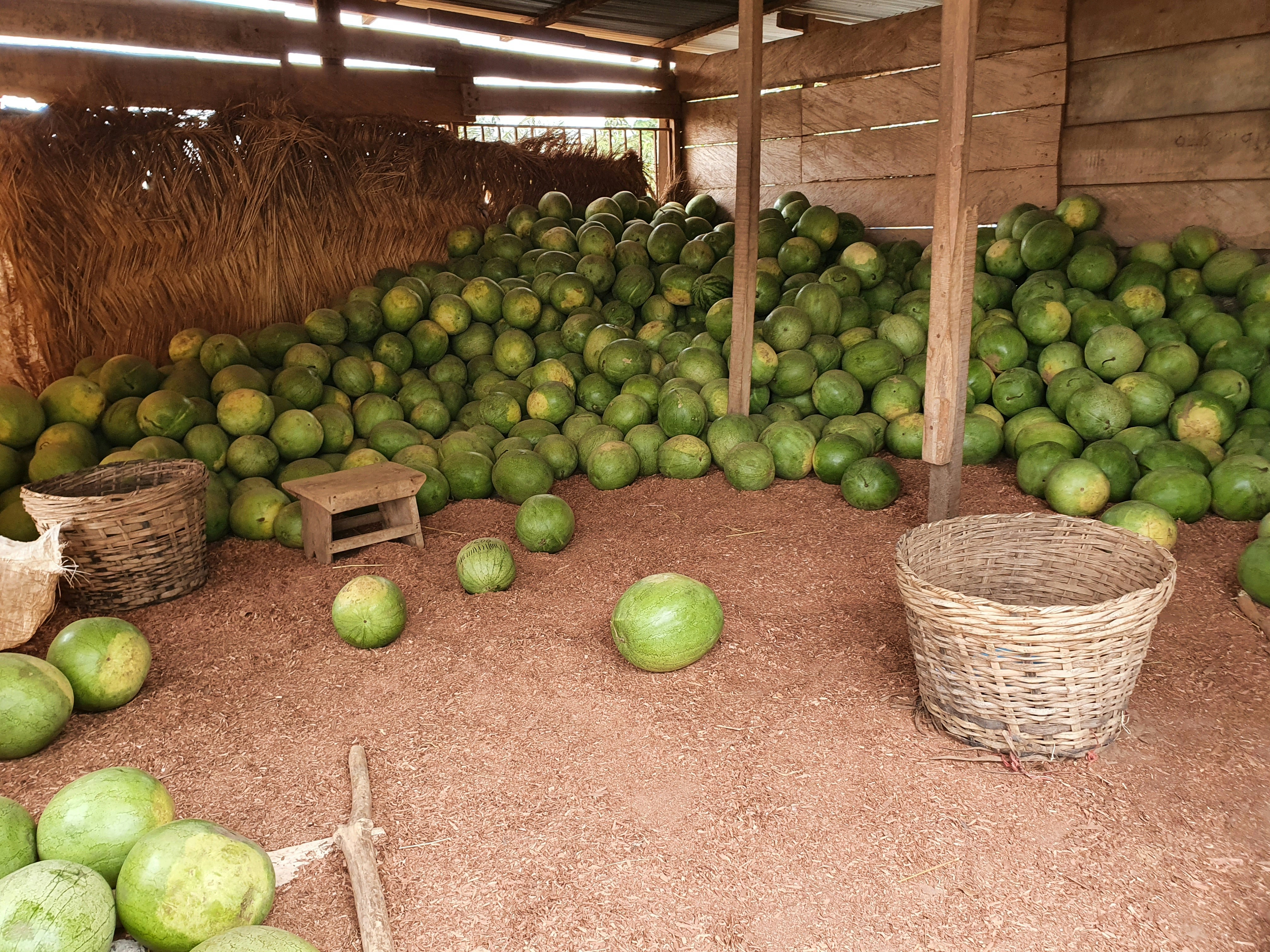 Unmatched Service in Local Avocado Farm