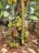 A jackfruit tree with several large, ripe jackfruits hanging from its trunk and branches. The surrounding area is a garden with other green plants and a concrete wall in the background. The ground is covered with reddish-brown soil and scattered dried leaves.