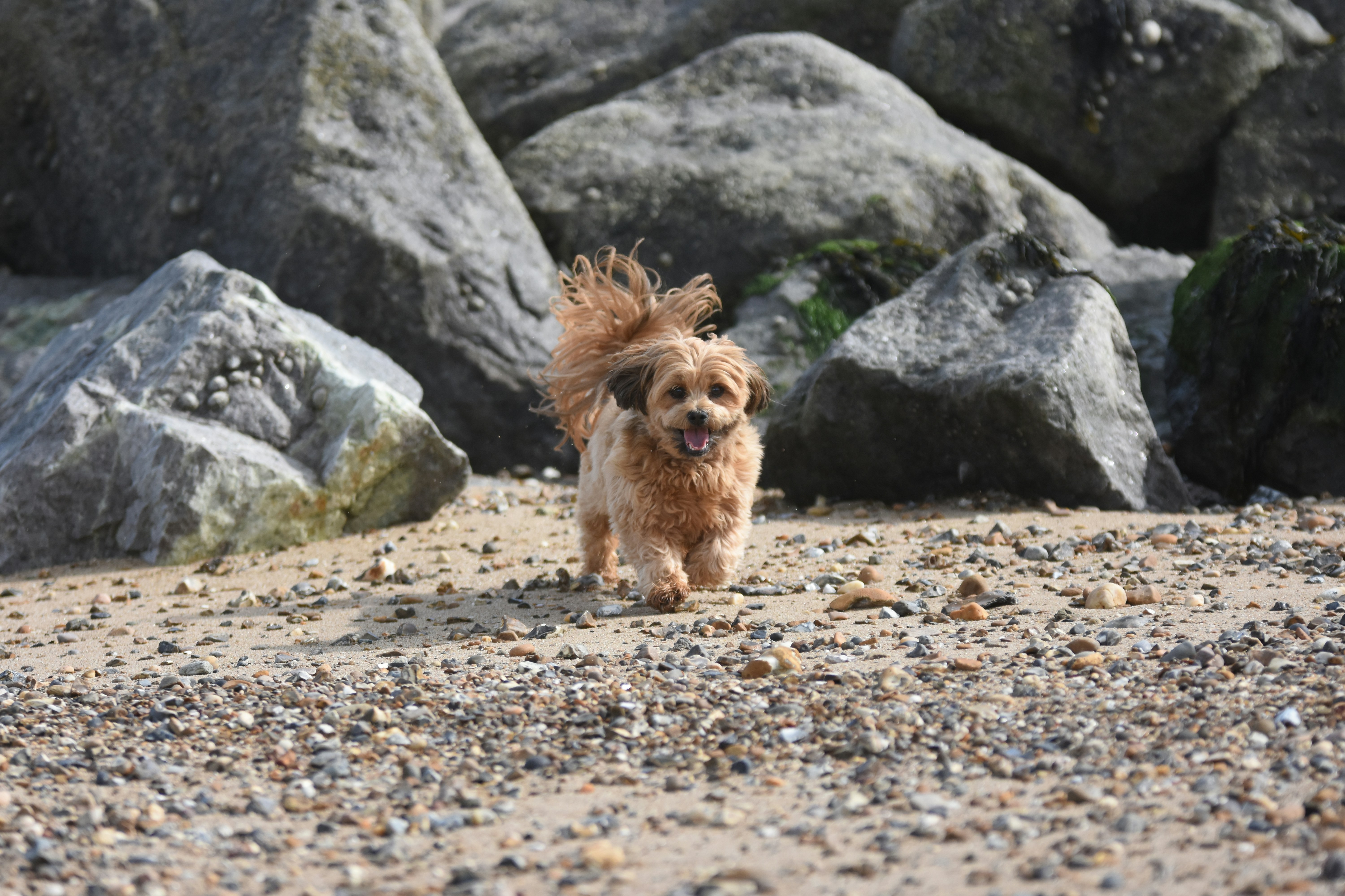 Small fluffy dog running on a rocky beach