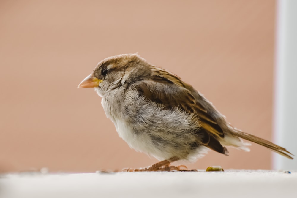a small bird sitting on top of a table