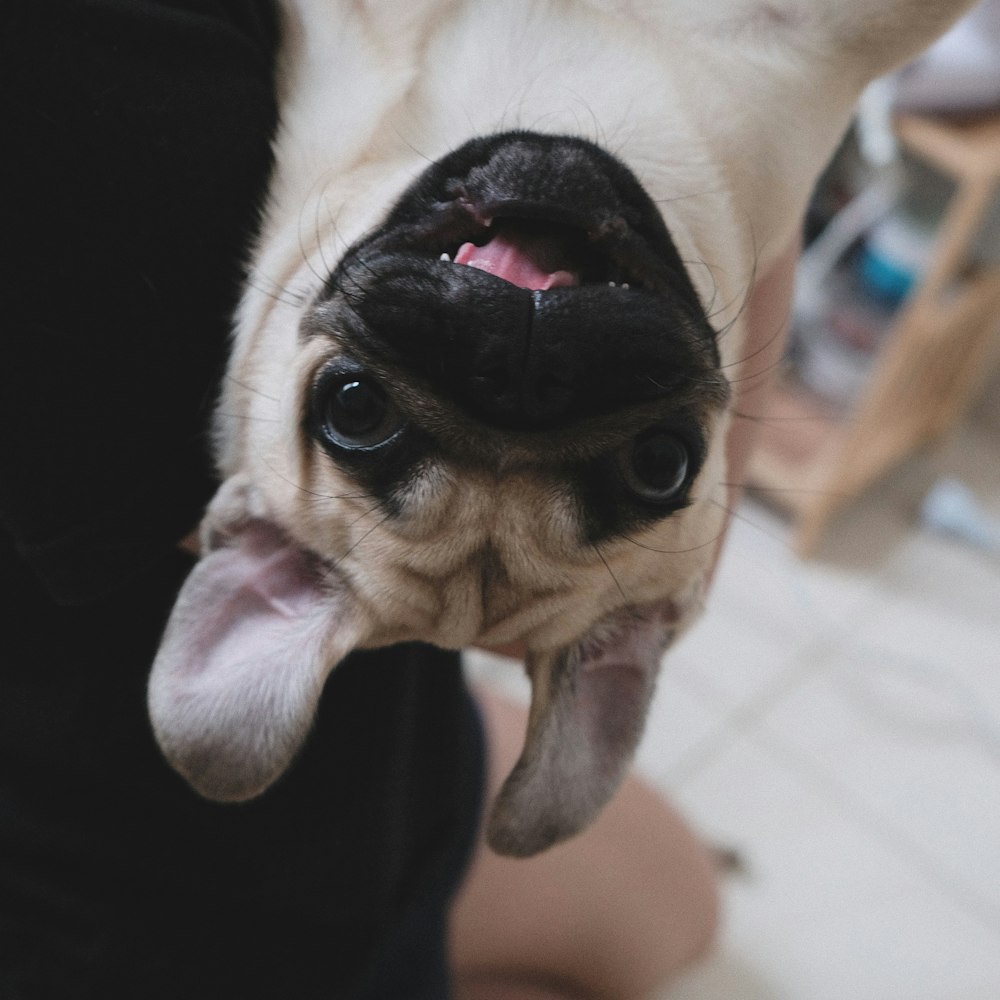 Ein Hund, der seine Zunge herausstreckt, während er von jemandem gehalten wird
