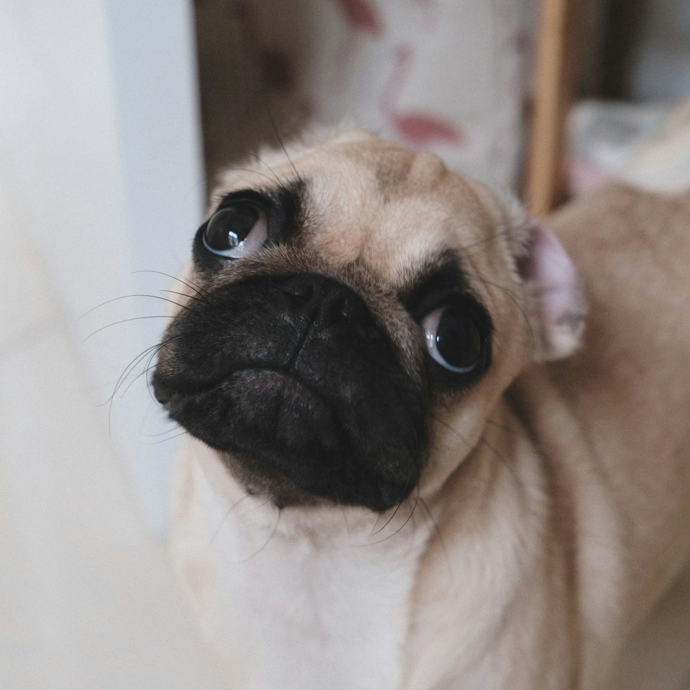 a small pug dog looking up at the camera