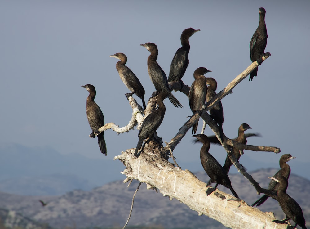 a flock of birds sitting on top of a tree branch
