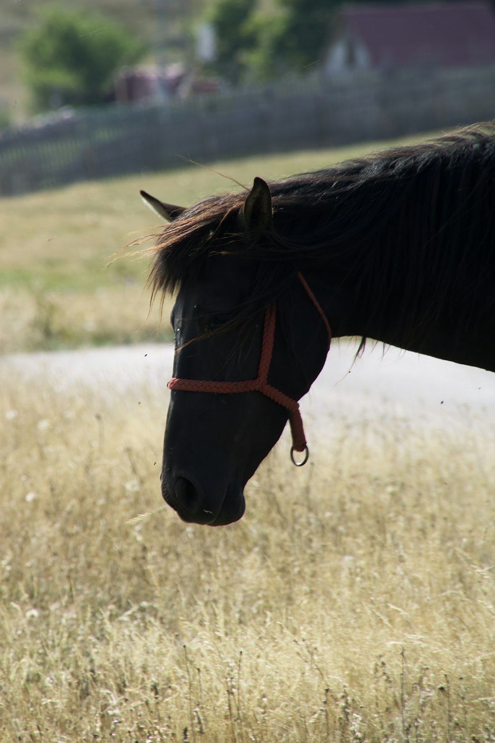 Ein Pferd steht auf einem Feld mit hohem Gras