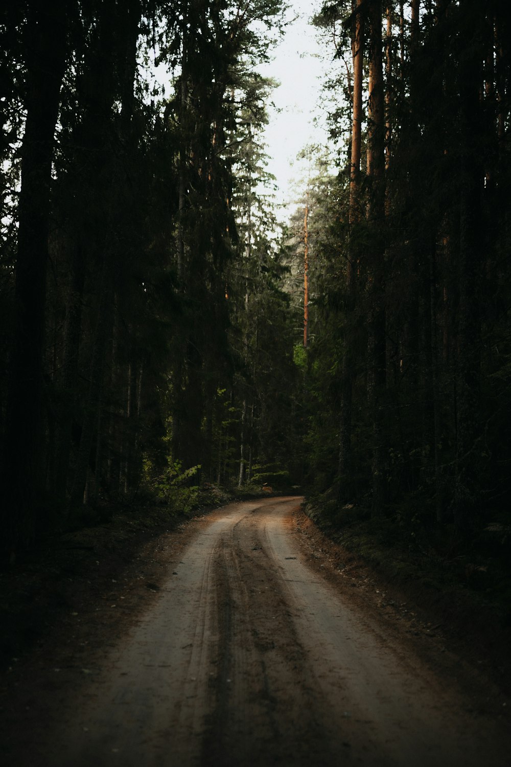 a path with trees on the side of a road