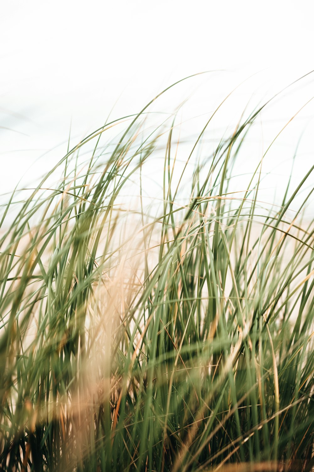 a close up of a bunch of tall grass