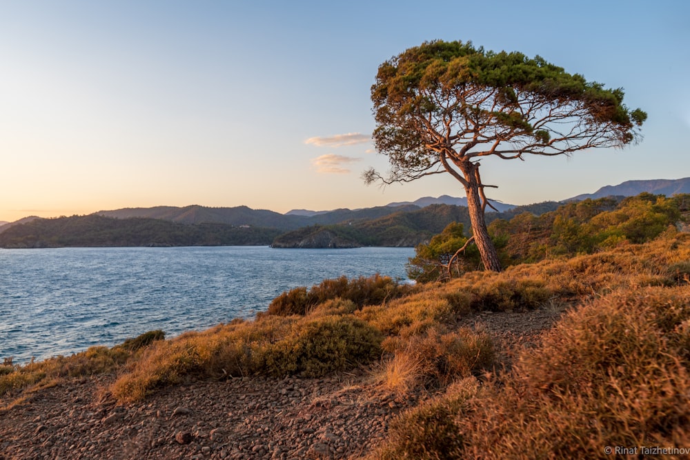 a lone tree on the side of a hill overlooking a body of water
