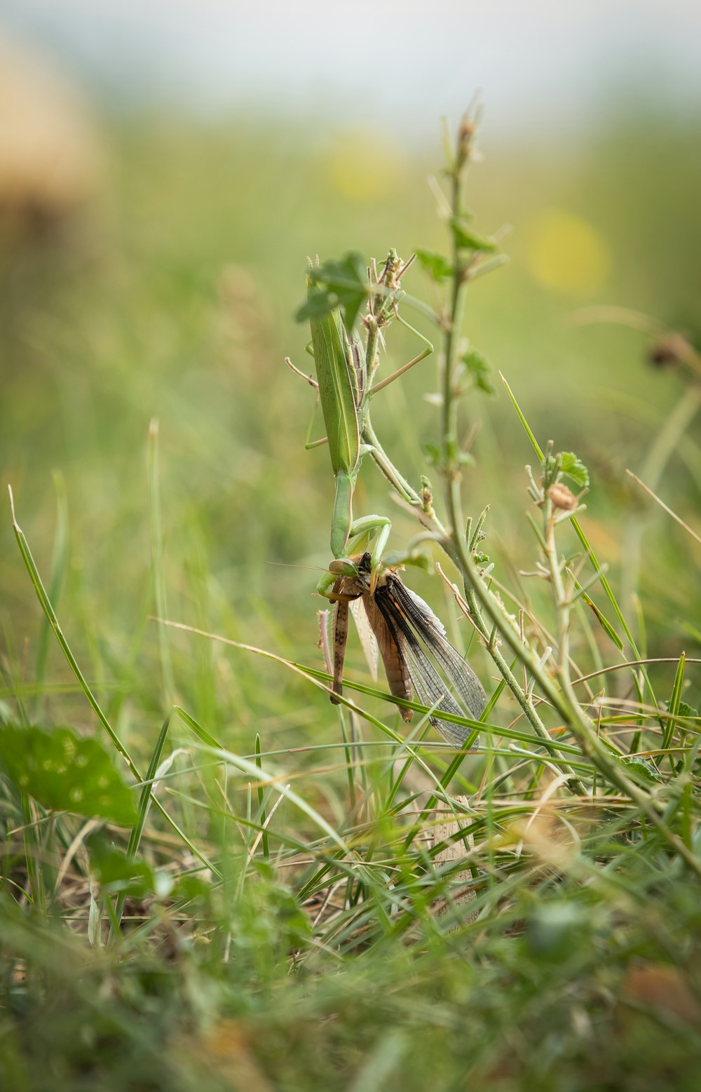 a small insect sitting on top of a green plant