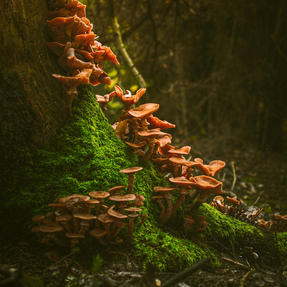 a group of mushrooms growing on the side of a tree