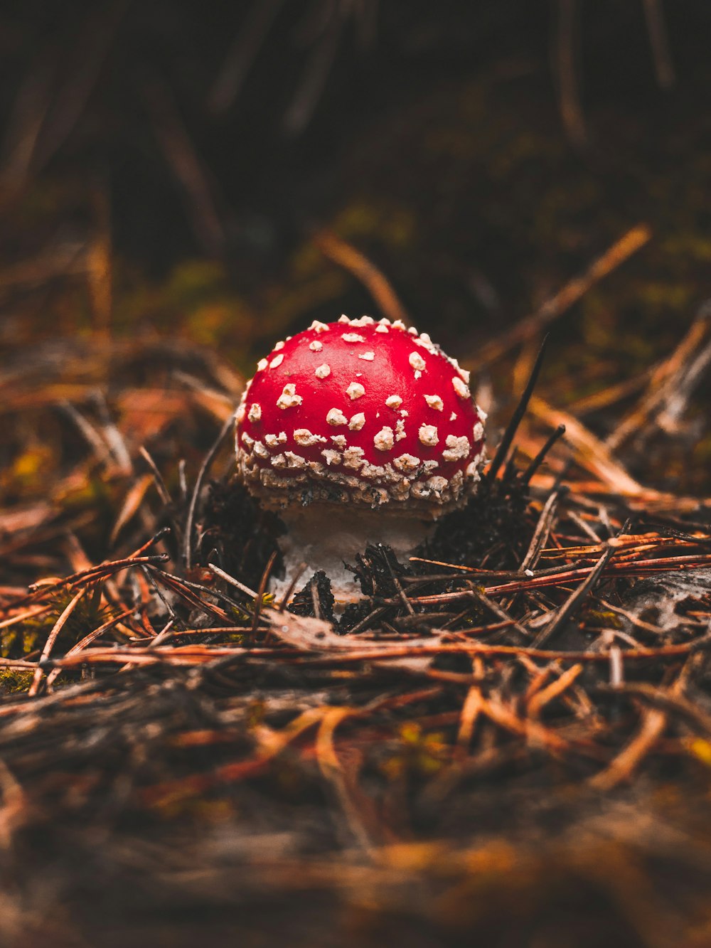 a red mushroom sitting on top of a forest floor