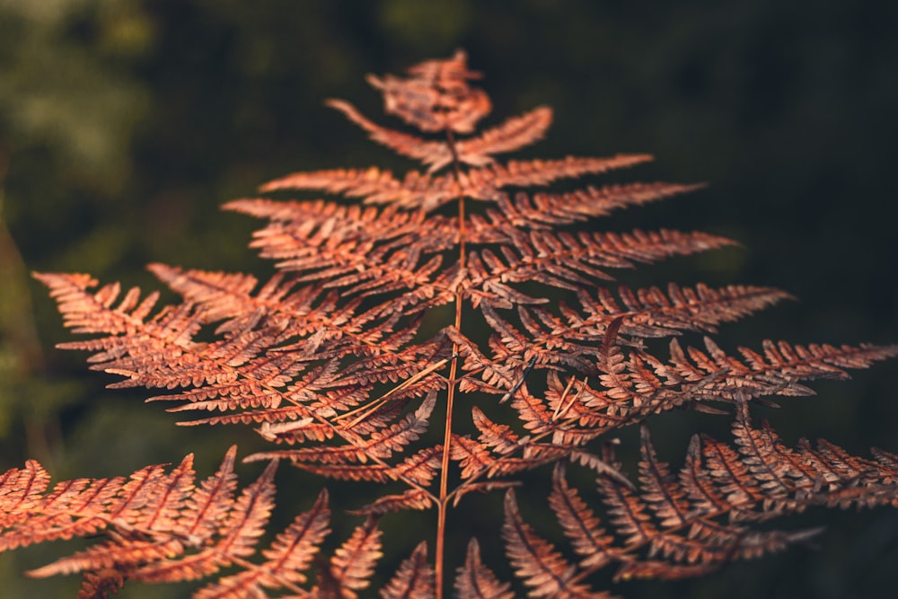 a close up of a plant with lots of leaves