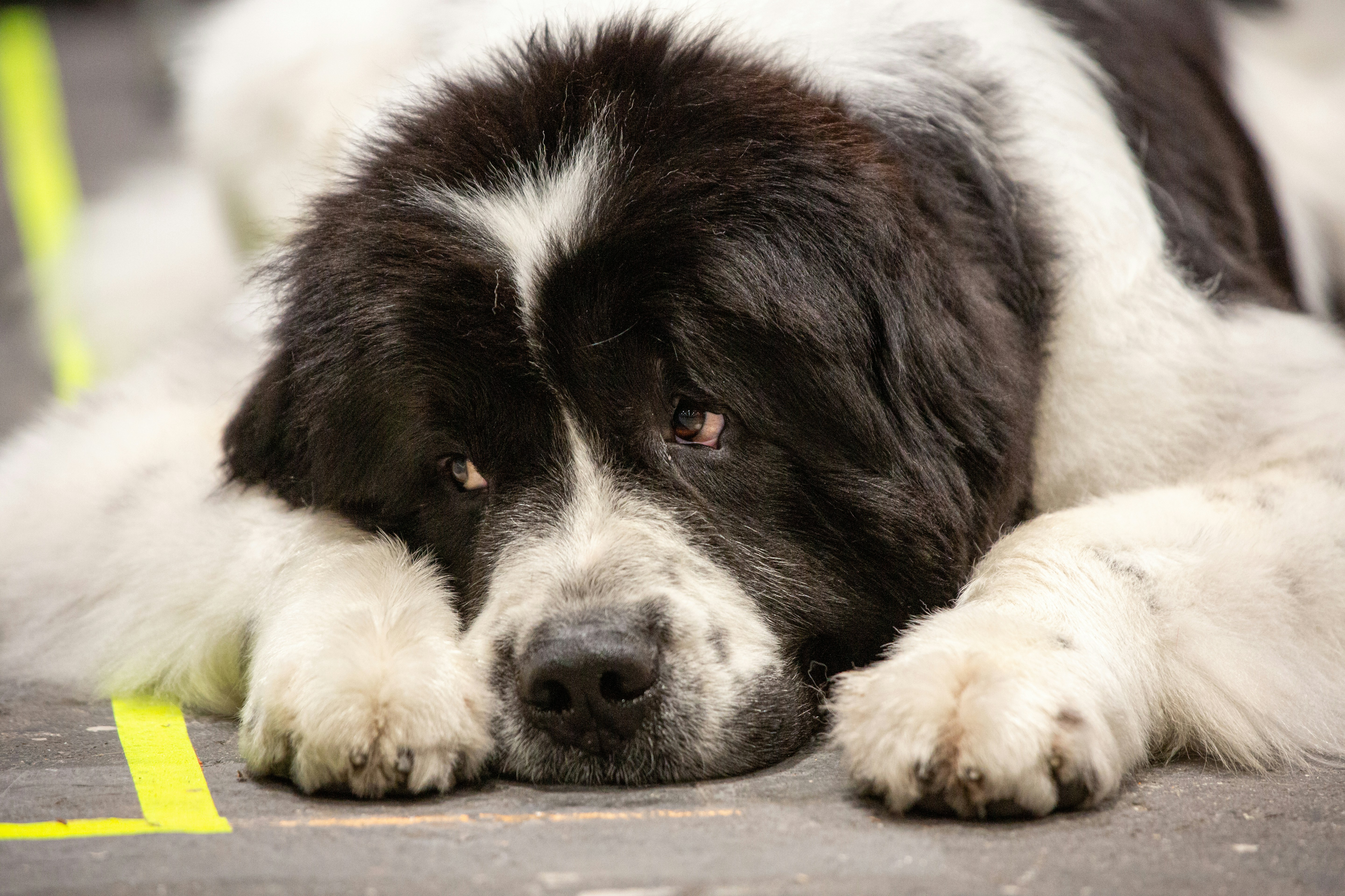 Newfoundland dog breed