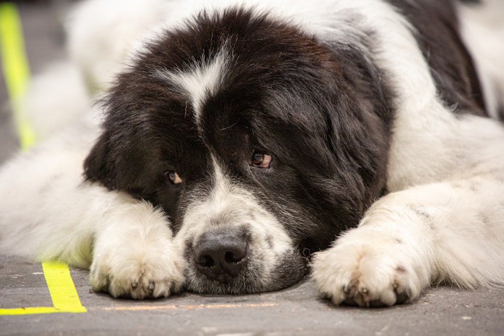 a close up of a dog laying on the ground