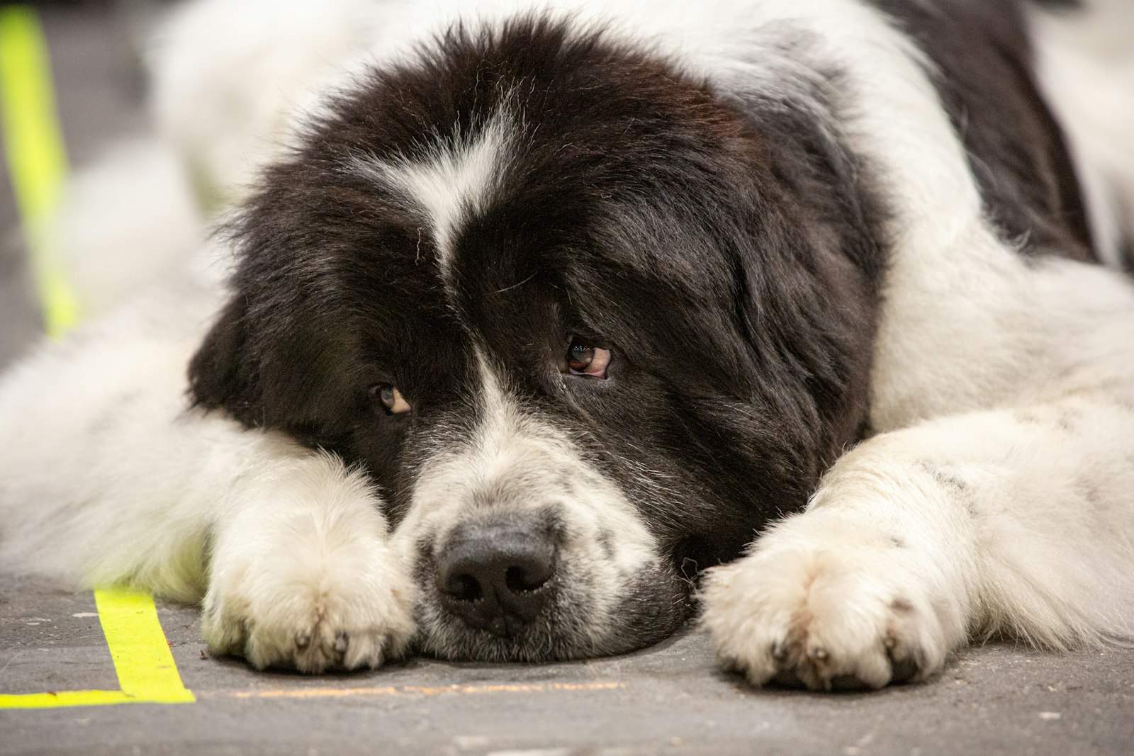 DIY Enrichment for a Newfoundland (One Hour, Indoor)