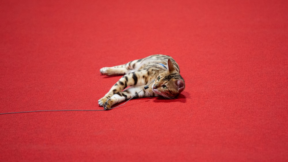 Un chat est allongé sur un tapis rouge