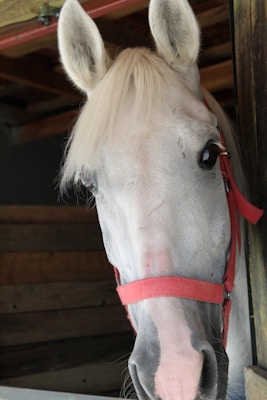 A white horse with a light blonde mane is wearing a red halter. It is standing inside a wooden stable, and its head is turned slightly to the side.
