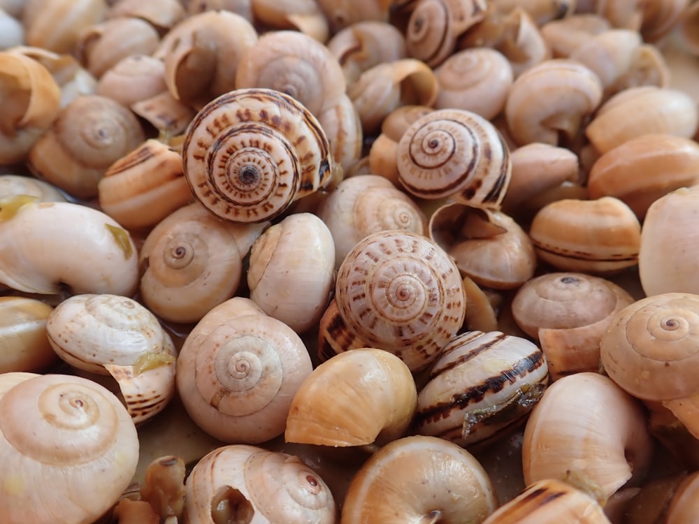 a pile of sea shells sitting on top of each other