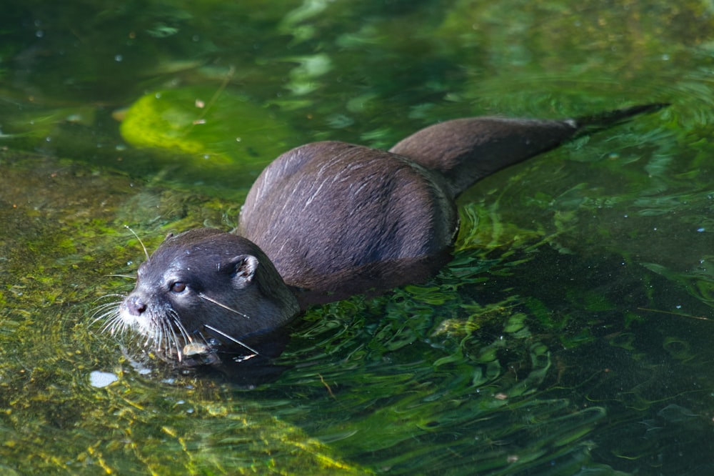 Ein kleiner Otter schwimmt in einem Gewässer