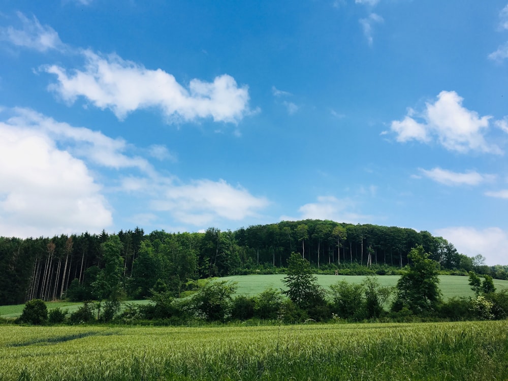 a green field with trees and a blue sky