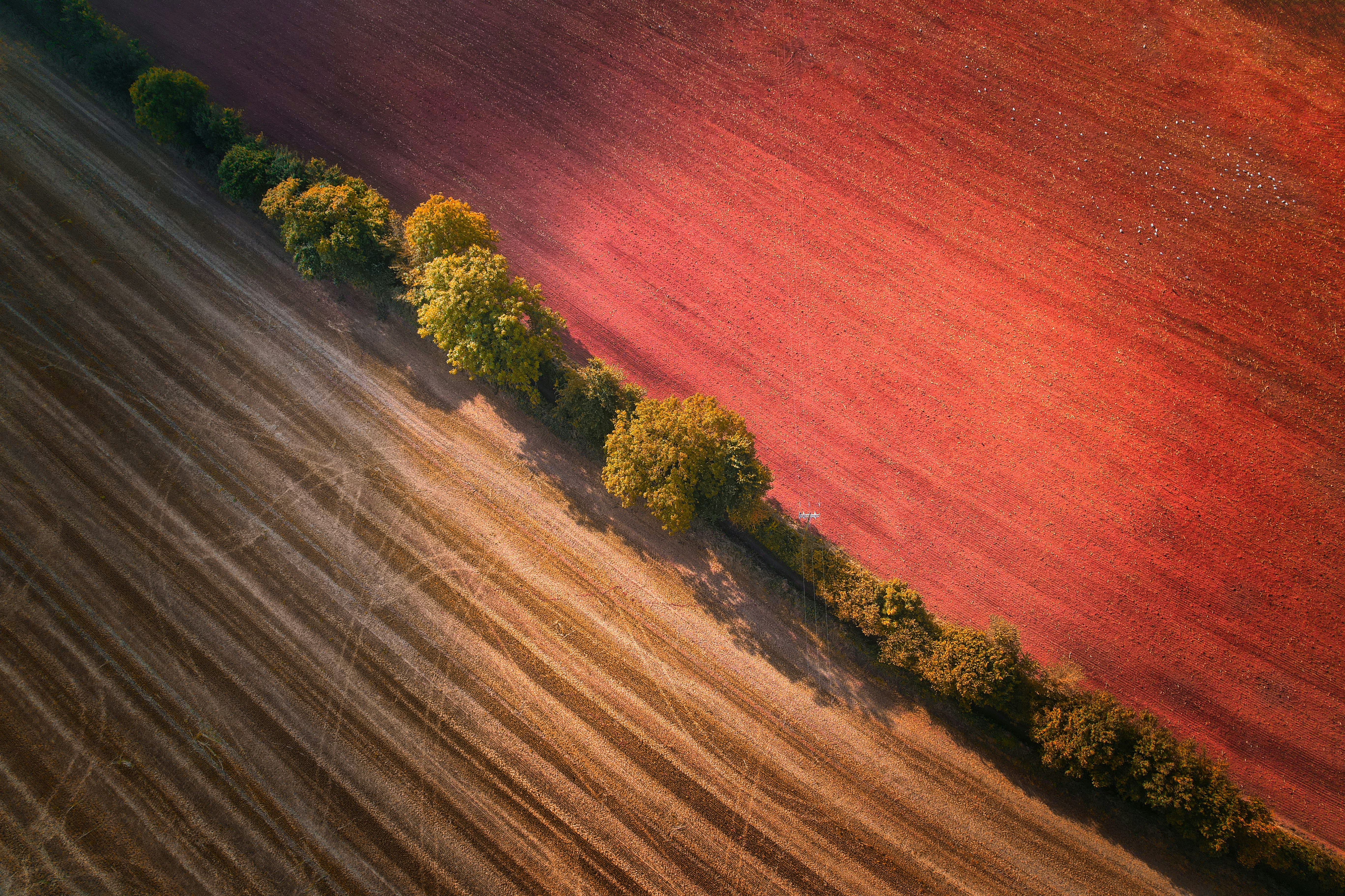 an aerial view of a plowed field with trees 풍경 사진