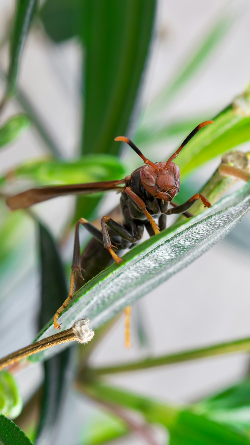 a close up of a bug on a plant