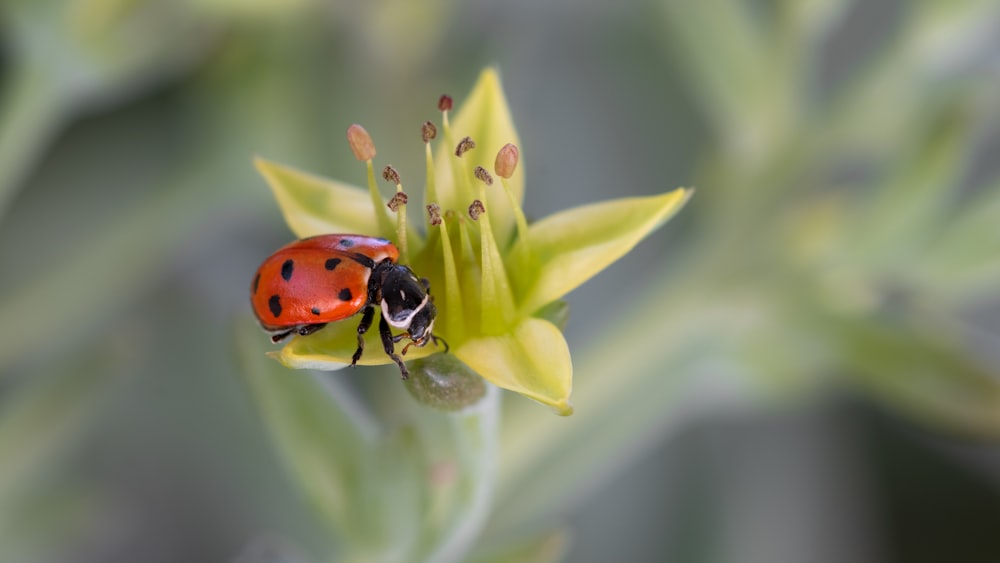 a lady bug sitting on top of a green flower