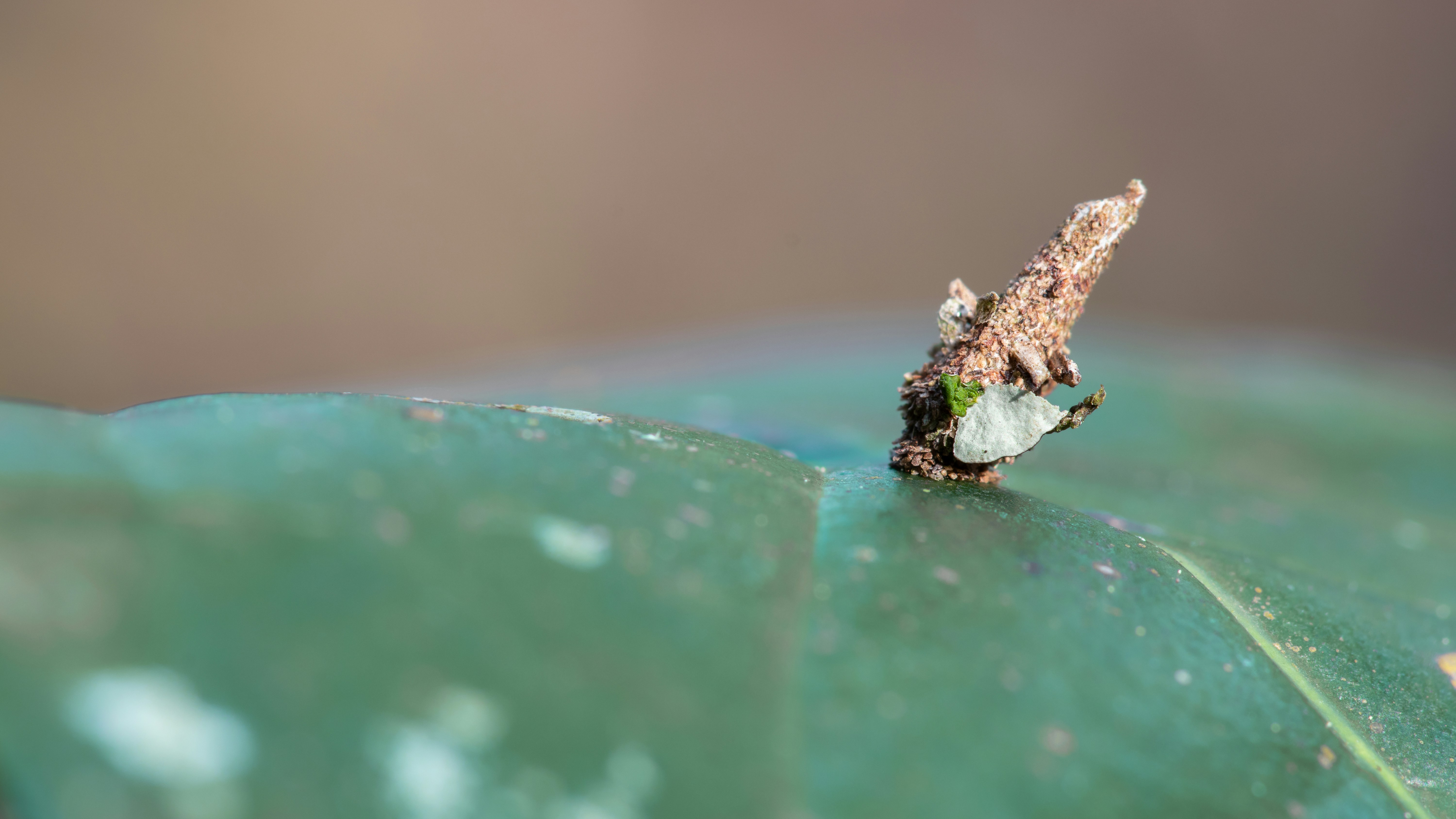 Oiketicus Kirbyi Fotos Baixe imagens gratuitas na Unsplash