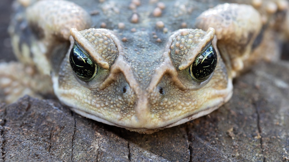 a close up of a frog's face on a piece of wood