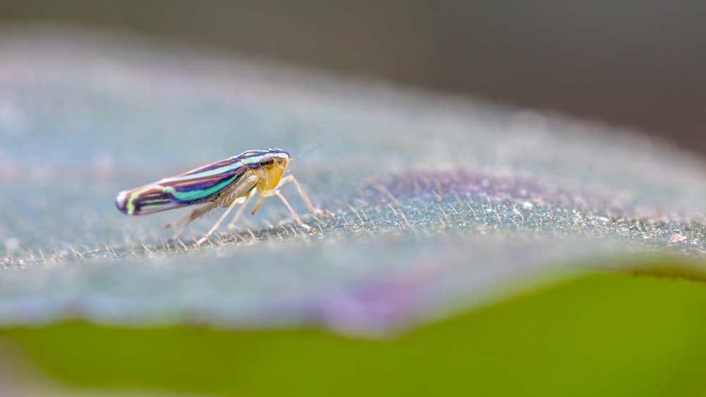 a close up of a bug on a leaf