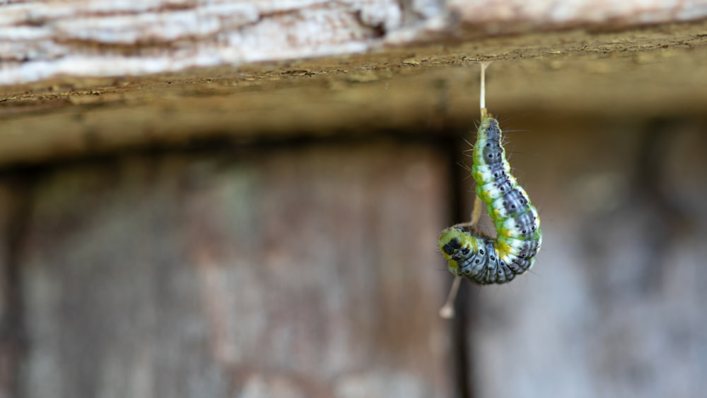 una oruga verde y negra colgando de una estructura de madera