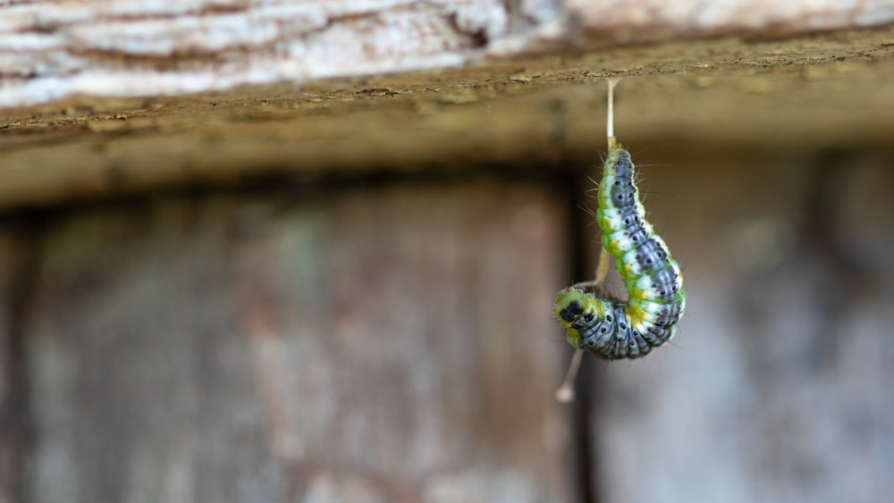 a green and black caterpillar hanging from a wooden structure