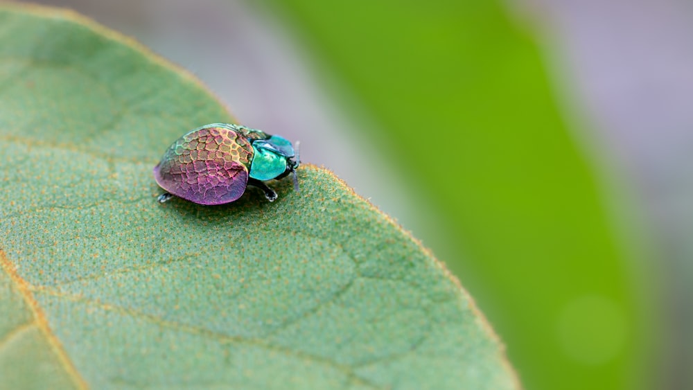 a close up of a green and purple bug on a leaf