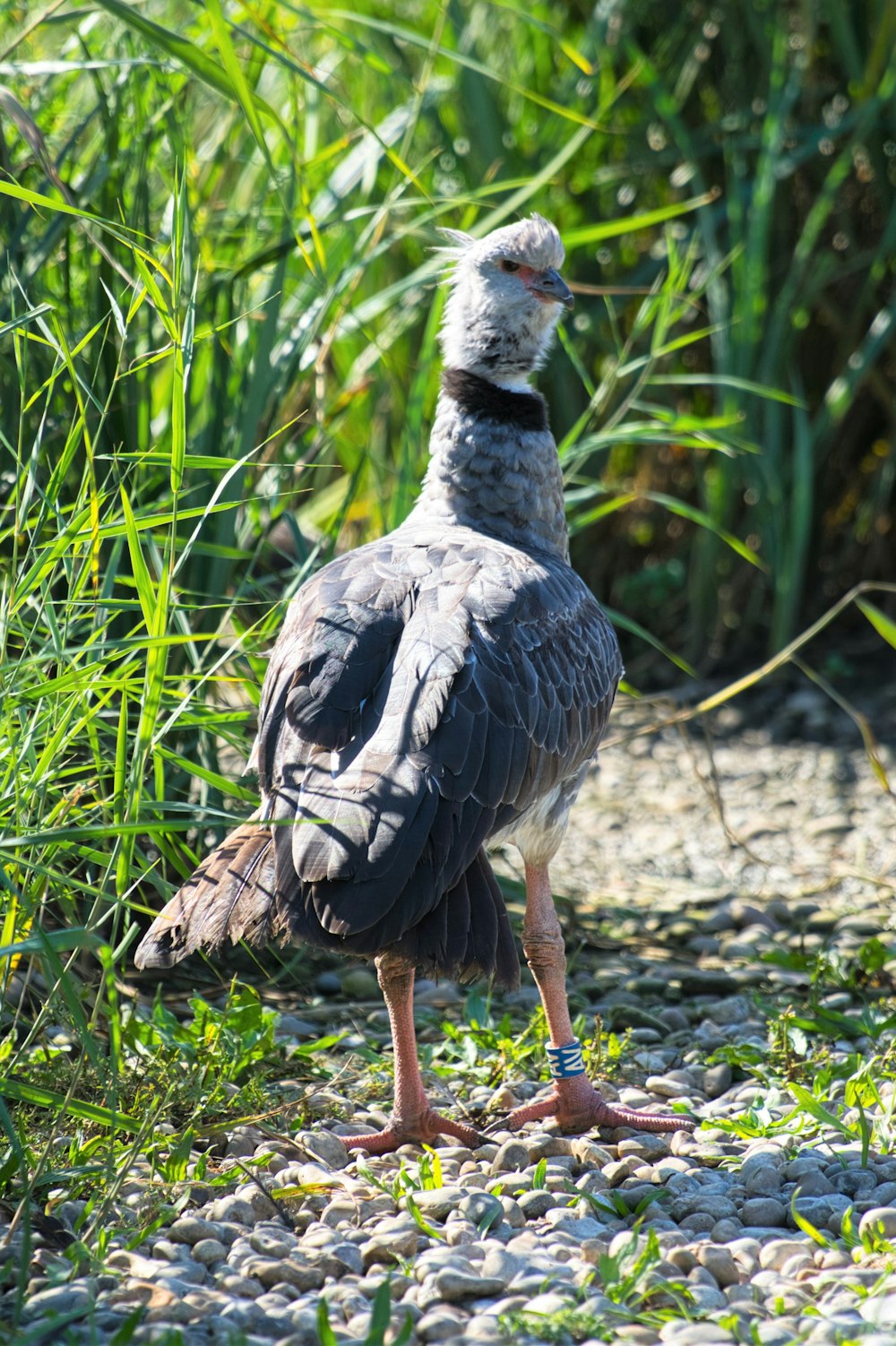 Un grand oiseau debout au sommet d’une route de gravier