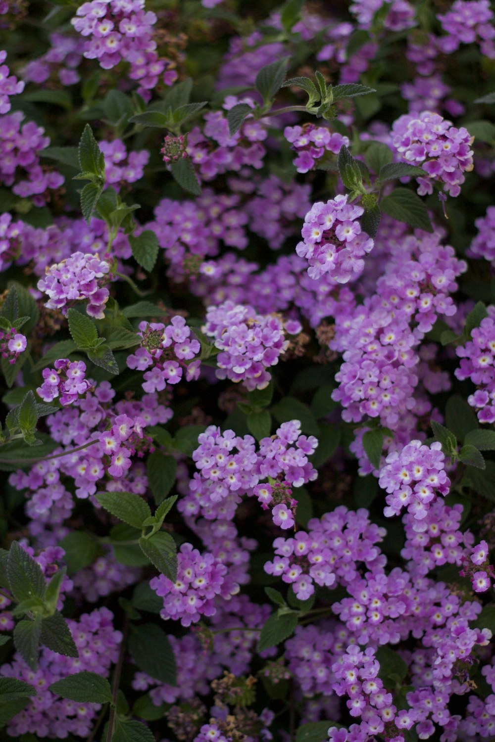 a bunch of purple flowers with green leaves