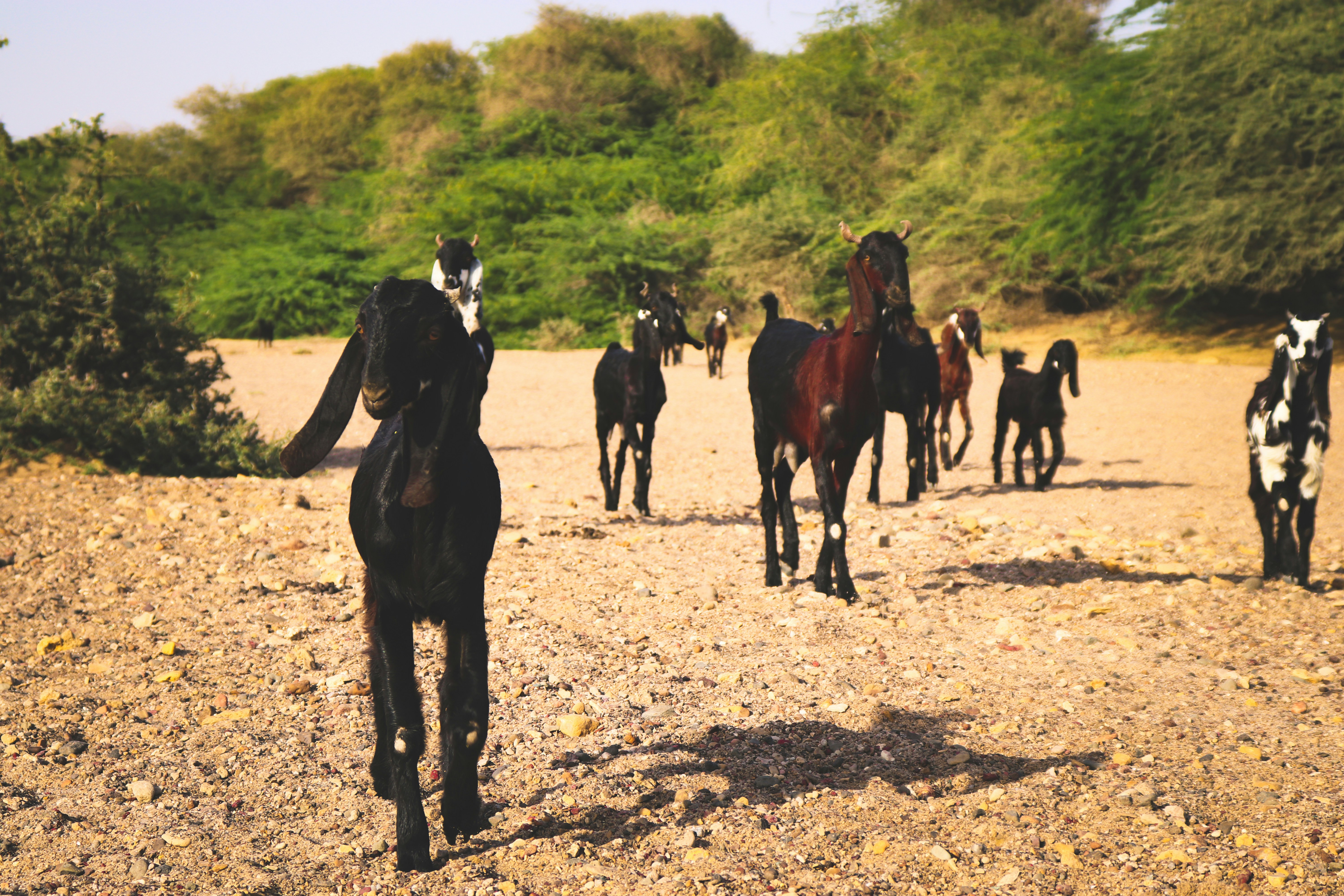 Bhuj, India - Goats in the forest